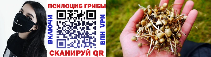 где купить наркотик  Заринск  Галлюциногенные грибы Psilocybine cubensis 